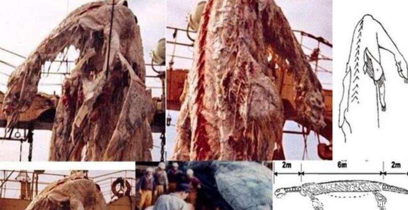 揭秘日本1977年海怪尸体事件，具有四肢的怪鱼(疑似孑遗生物)