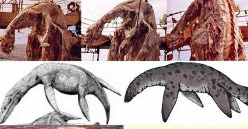 揭秘日本1977年海怪尸体事件，具有四肢的怪鱼(疑似孑遗生物)