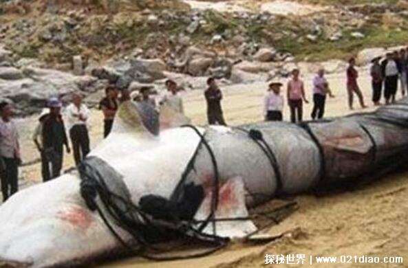 新疆喀纳斯湖水怪之谜真相，疑似长达15米的巨型哲罗鲑
