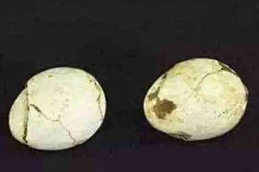 考古者为什么害怕发现鸡蛋