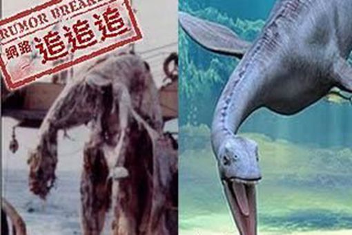 1977日本蛇颈龙是真的吗 揭秘日本1977海怪蛇颈龙