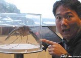 世界上最大的蚊子长多少厘米，被它叮一下包有多大？(并不吃人)