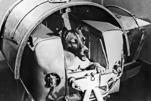 第一只被送上太空的狗加什么 揭秘第一只上太空的狗是怎么死的