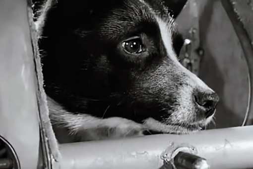第一只被送上太空的狗加什么 揭秘第一只上太空的狗是怎么死的