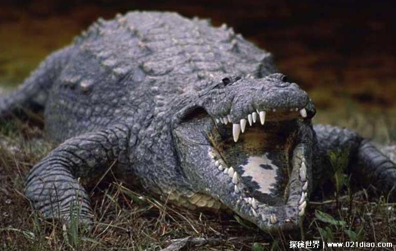 世界上最大的鳄鱼排名，咸水鳄最大最凶猛(体重接近2吨)