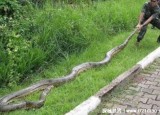 世界上最长的蛇，一条名为桂花的网纹蟒(长达14.85米)