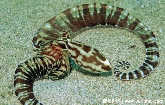 拟态章鱼可以变成海蛇等15种生物，真实变身视频图片高清观看
