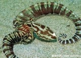 拟态章鱼可以变成海蛇等15种生物，真实变身视频图片高清观看