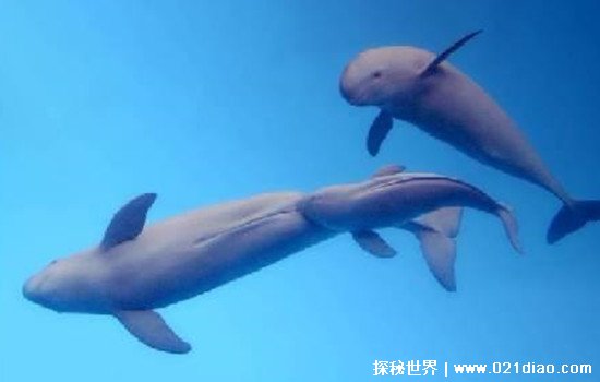 长江白鳍豚灭绝了吗，功能性灭绝(2004年最后一次出现为尸体)