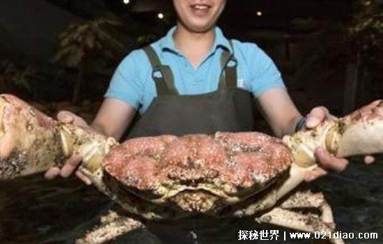 世界上最大的螃蟹，日本杀人蟹(重达40斤/腿长4.2米)