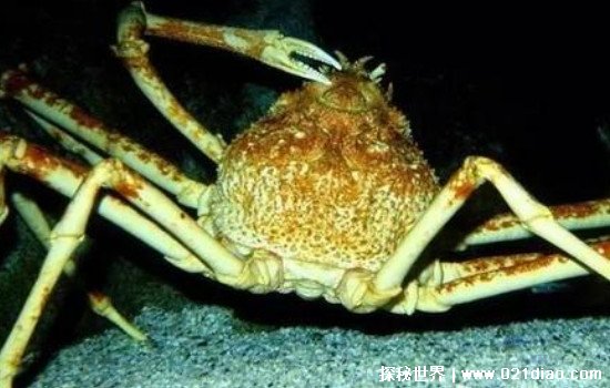 世界上最大的螃蟹，日本杀人蟹(重达40斤/腿长4.2米)