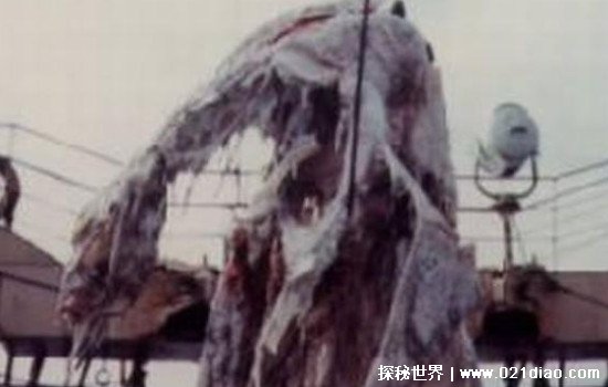 日本1977年海怪尸体事件，并不是姥鲨(疑似存在史前爬行动物)