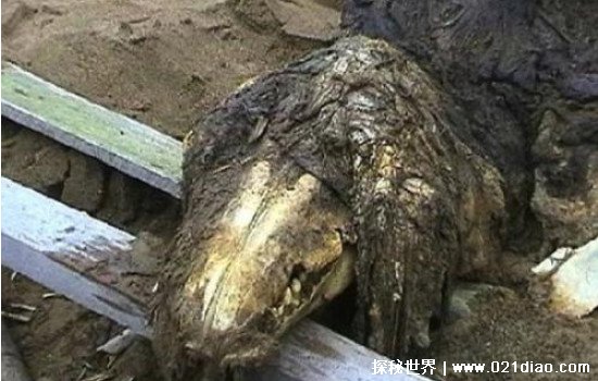 日本1977年海怪尸体事件，并不是姥鲨(疑似存在史前爬行动物)