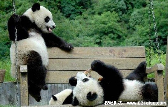 大熊猫为什么被视为中国的国宝?最佳答案四字解答(中国仅有)