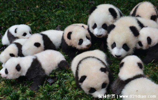 大熊猫为什么被视为中国的国宝?最佳答案四字解答(中国仅有)