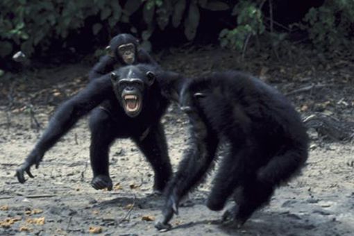 贡贝黑猩猩四年战争 贡贝黑猩猩战争的全过程