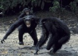 贡贝黑猩猩四年战争 贡贝黑猩猩战争的全过程