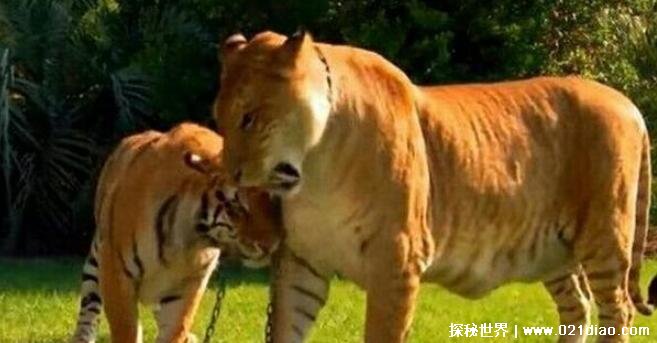 最大的猫科动物是老虎还是狮子，其实是狮虎兽(体型为狮子老虎两倍)