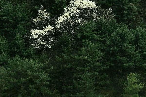 枫荷桂是什么树？ 枫荷桂植物图片